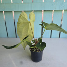Load image into Gallery viewer, #M93 Anthurium NOID