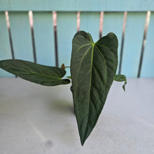 Load image into Gallery viewer, #160 Long, Narrow Anthurium NOID