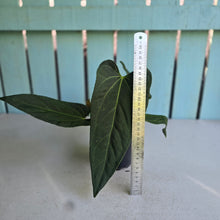 Load image into Gallery viewer, #160 Long, Narrow Anthurium NOID