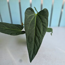 Load image into Gallery viewer, #160 Long, Narrow Anthurium NOID