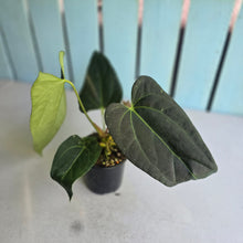 Load image into Gallery viewer, #160 Long, Narrow Anthurium NOID