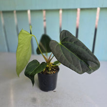Load image into Gallery viewer, #160 Long, Narrow Anthurium NOID