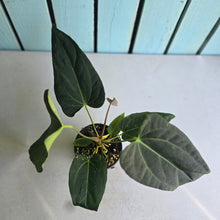 Load image into Gallery viewer, #160 Long, Narrow Anthurium NOID