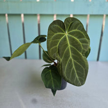 Load image into Gallery viewer, #H346 Anthurium NOID