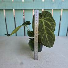 Load image into Gallery viewer, #H346 Anthurium NOID