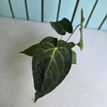 Load image into Gallery viewer, #H346 Anthurium NOID