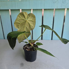 Load image into Gallery viewer, #H346 Anthurium NOID