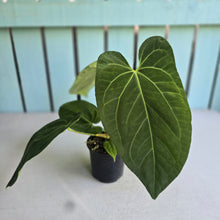 Load image into Gallery viewer, #149 Anthurium NOID