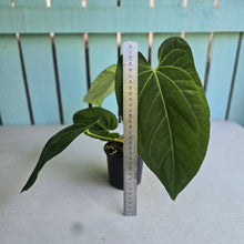Load image into Gallery viewer, #149 Anthurium NOID