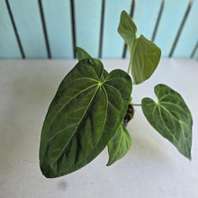 Load image into Gallery viewer, #149 Anthurium NOID