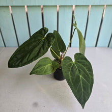 Load image into Gallery viewer, #149 Anthurium NOID