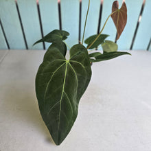 Load image into Gallery viewer, #H61 Anthurium NOID