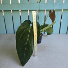 Load image into Gallery viewer, #H61 Anthurium NOID