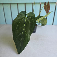 Load image into Gallery viewer, #H61 Anthurium NOID