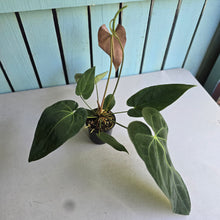 Load image into Gallery viewer, #H61 Anthurium NOID