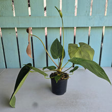 Load image into Gallery viewer, #H61 Anthurium NOID