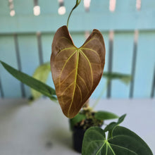 Load image into Gallery viewer, #H61 Anthurium NOID