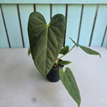 Load image into Gallery viewer, #L43 Anthurium NOID