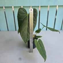 Load image into Gallery viewer, #L43 Anthurium NOID