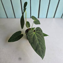 Load image into Gallery viewer, #L43 Anthurium NOID