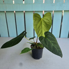 Load image into Gallery viewer, #L43 Anthurium NOID