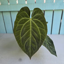 Load image into Gallery viewer, #M9 Anthurium NOID