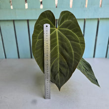 Load image into Gallery viewer, #M9 Anthurium NOID