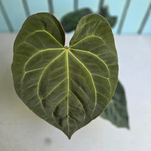 Load image into Gallery viewer, #M9 Anthurium NOID