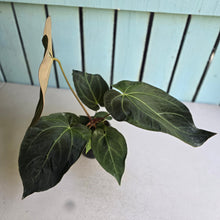 Load image into Gallery viewer, #M9 Anthurium NOID