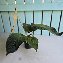 Load image into Gallery viewer, #M9 Anthurium NOID