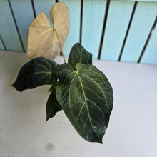 Load image into Gallery viewer, #M9 Anthurium NOID