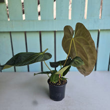 Load image into Gallery viewer, #M9 Anthurium NOID