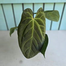 Load image into Gallery viewer, #S43 Anthurium NOID
