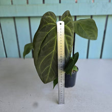 Load image into Gallery viewer, #S43 Anthurium NOID