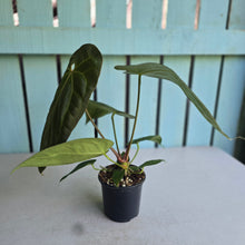 Load image into Gallery viewer, #S43 Anthurium NOID