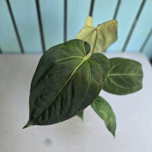 Load image into Gallery viewer, #S43 Anthurium NOID