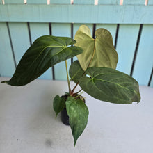 Load image into Gallery viewer, #S43 Anthurium NOID