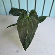 Load image into Gallery viewer, #20 Anthurium NOID
