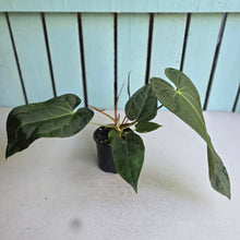 Load image into Gallery viewer, #20 Anthurium NOID
