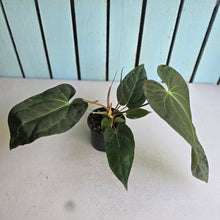 Load image into Gallery viewer, #20 Anthurium NOID