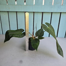 Load image into Gallery viewer, #20 Anthurium NOID