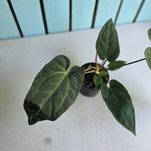 Load image into Gallery viewer, #20 Anthurium NOID