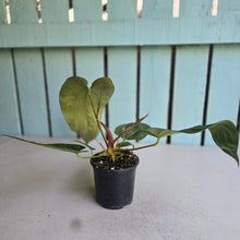 Load image into Gallery viewer, #20 Anthurium NOID