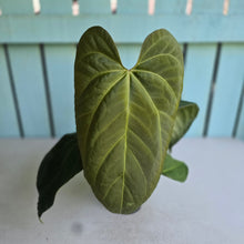 Load image into Gallery viewer, #111 Anthurium NOID