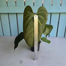 Load image into Gallery viewer, #111 Anthurium NOID