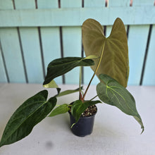 Load image into Gallery viewer, #111 Anthurium NOID