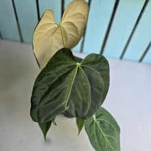 Load image into Gallery viewer, #111 Anthurium NOID
