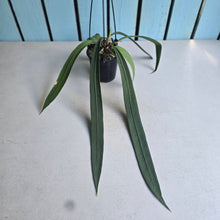 Load image into Gallery viewer, #G3 Anthurium Vittarifolium