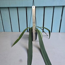 Load image into Gallery viewer, #G3 Anthurium Vittarifolium