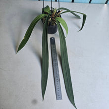 Load image into Gallery viewer, #G3 Anthurium Vittarifolium